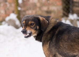 dog-baring-teeth