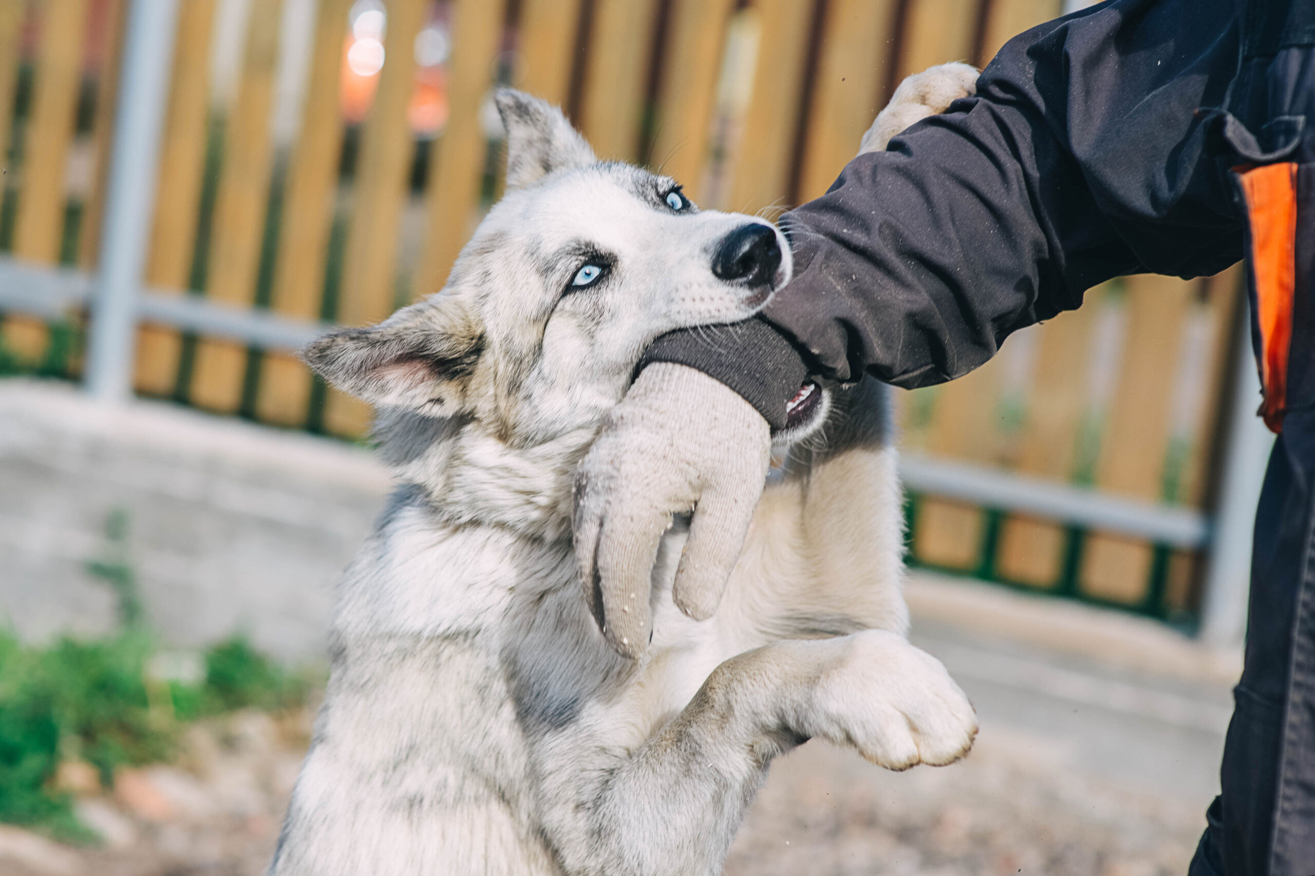 Finding the Right Dog Bite Lawyer in Myrtle Beach: Your Comprehensive Guide